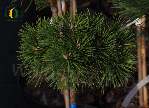 Pinus mugo 'Hnízdo' Pa